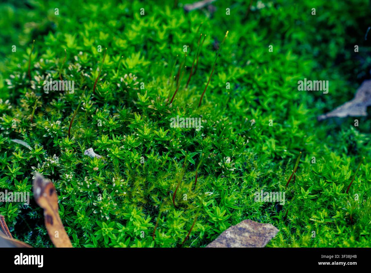 detaillierte Makroaufnahme eines üppigen grünen Moosteppichs Stockfoto