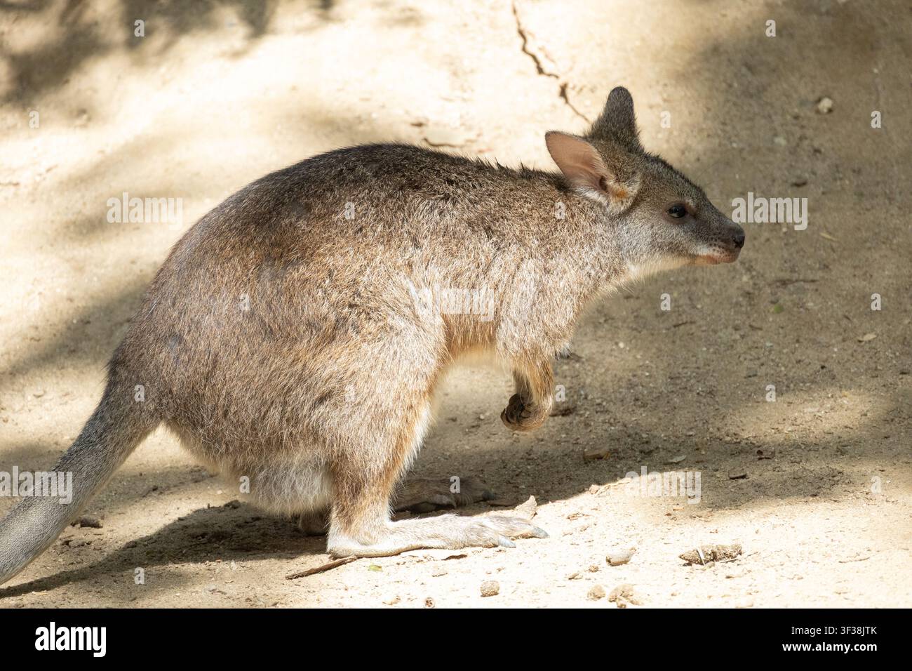 Wallaby steht auf erdigem Boden in seinem natürlichen Lebensraum Stockfoto