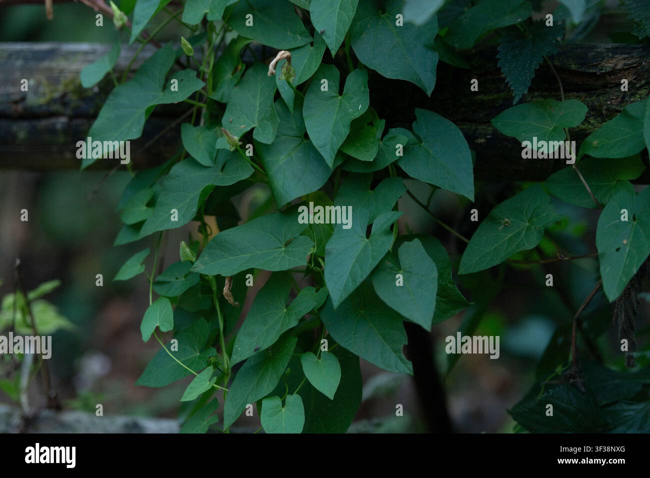 Calystegia sepium Bindunkraut-Blätter Stockfoto