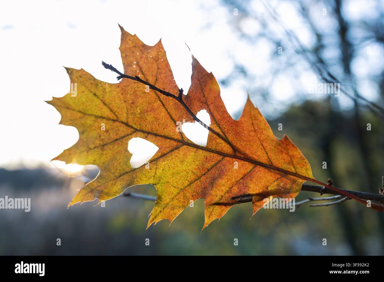 Hallo, Herbst. Ein orange-gelbes Eichenblatt an einem Ast mit zwei Herzen, die hineingeschnitzt sind. Das Konzept der Liebe zur Natur, Herbststimmung. Stockfoto