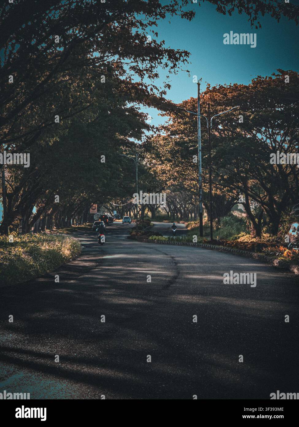 Schattige gewundene Straße, die von großen Laubbäumen auf beiden Seiten überdacht ist und einen natürlichen Tunneleffekt mit gesprenkeltem Sonnenlicht erzeugt. - Smartphone-aufgenommenes Stockfoto