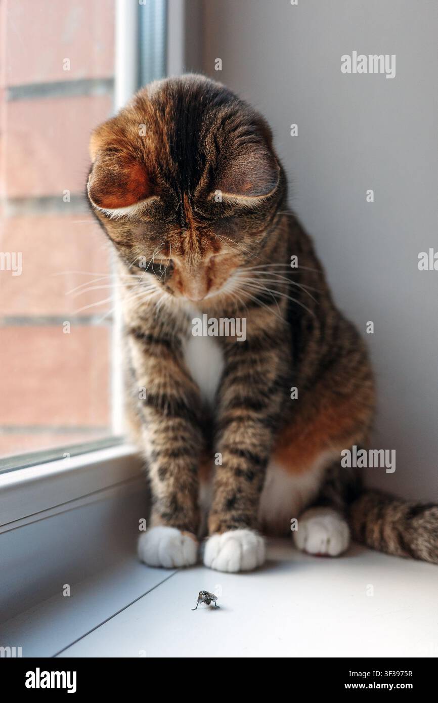 Häusliche getigerte Katze beobachtet eine winzige Fliege auf der Fensterbank, konzentrierte Katzenneugier, Haustier im Innenraum beobachtet ein Insekt bei natürlichem Tageslicht. Stockfoto