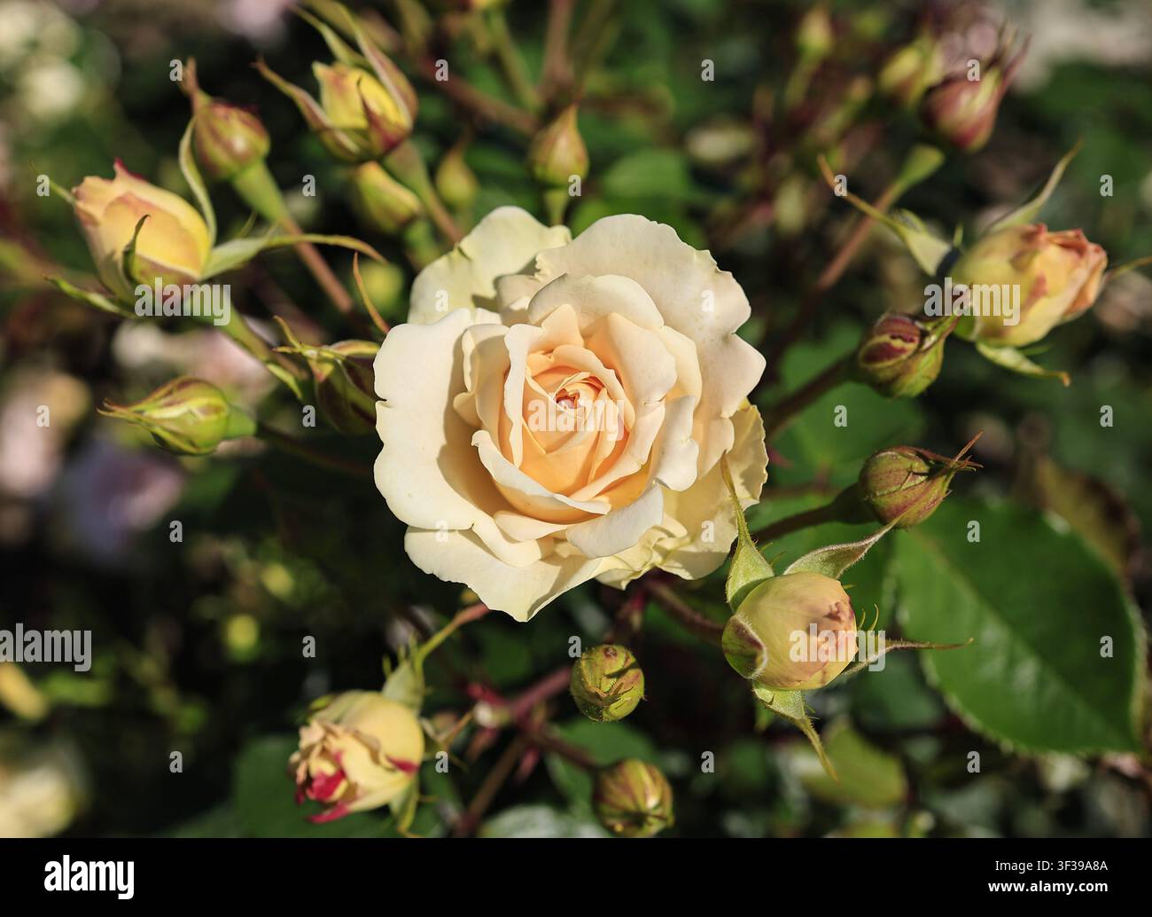 Sahne- und Aprikosen-Gartenrose in voller Blüte, umgeben von Knospen im Botanischen Garten von Tallinn, Estland. Stockfoto