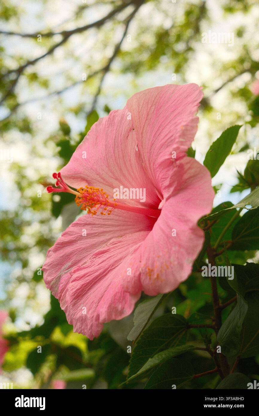 Rosa Hibiskusblüte, die in einem tropischen Garten auf Oahu, Hawaii, blüht. Stockfoto