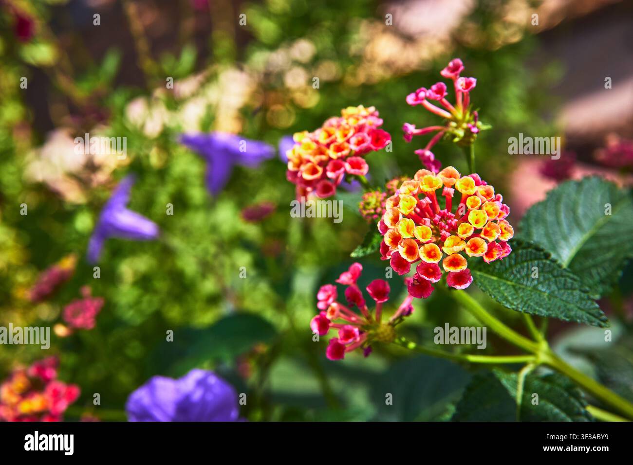 Farbenreiche Lantana-Blüte Nahaufnahme mit grünen Blättern und weichem Bokeh-Hintergrund Stockfoto