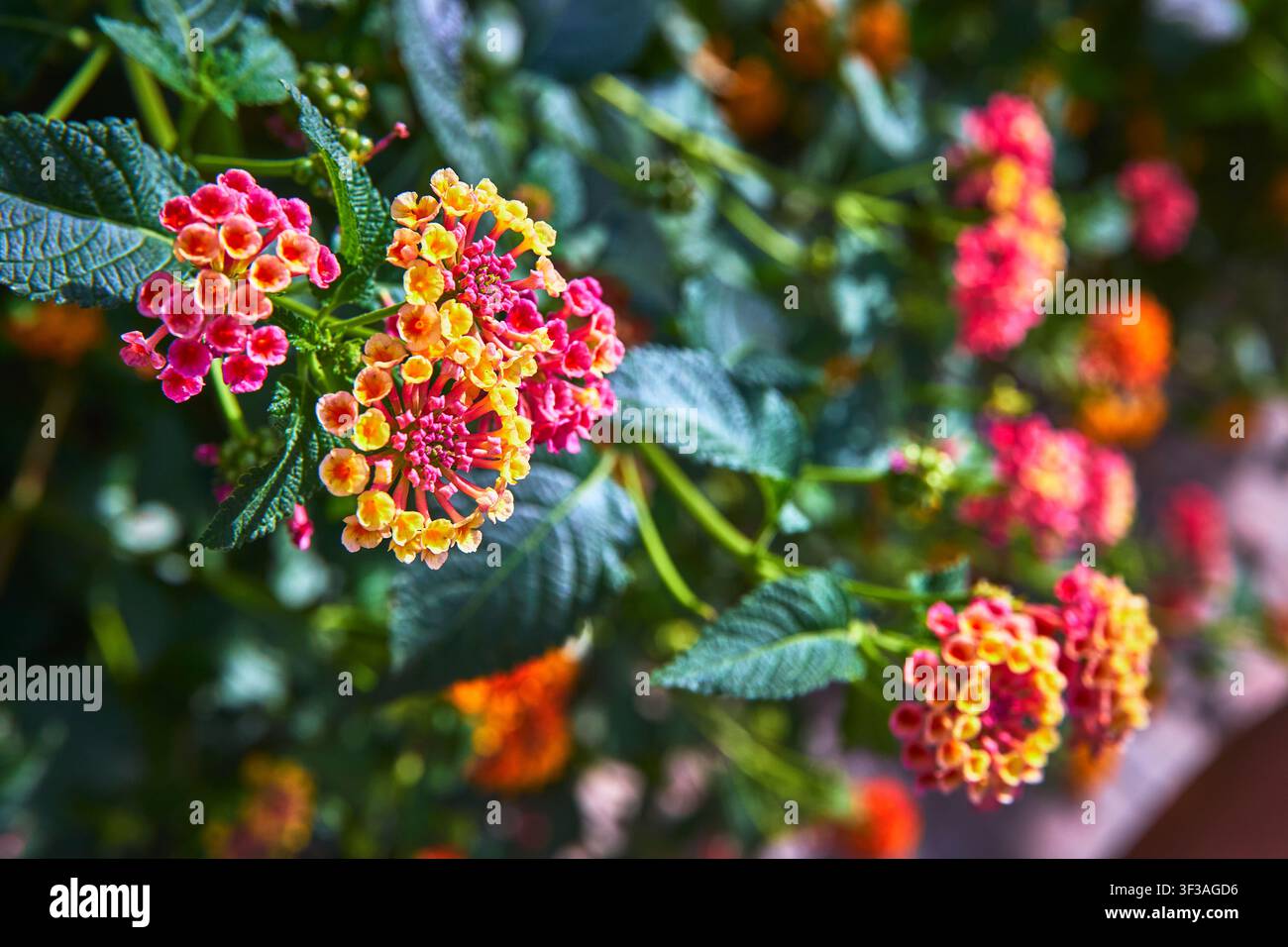Nahaufnahme von lebendigen Lantana-Blüten und grünen Blättern im hellen Sonnenlicht Stockfoto