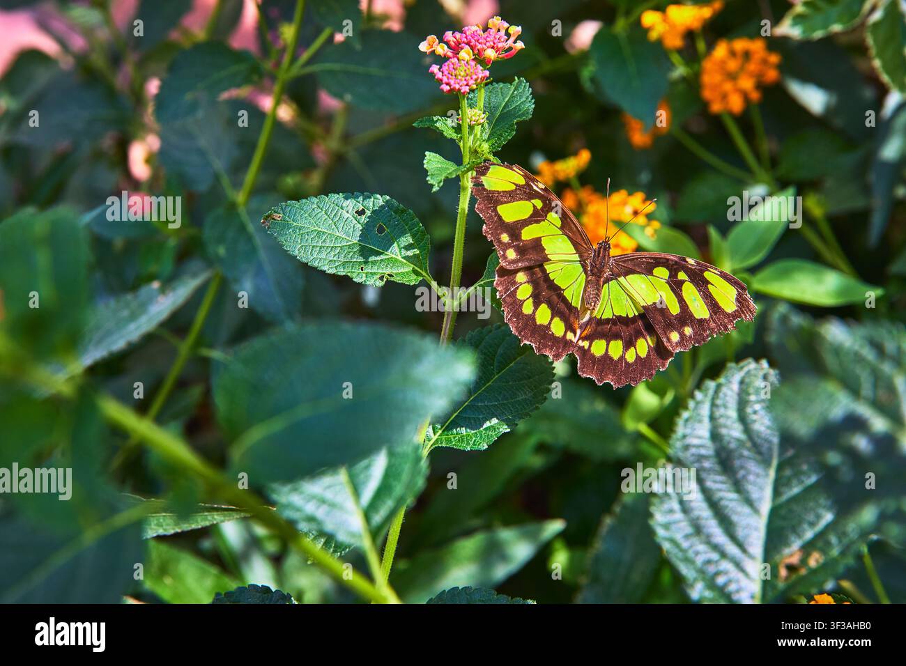 Schmetterling auf lebhafter Blume mit grünen Blättern in einem sonnendurchfluteten Garten, Nahaufnahme Stockfoto