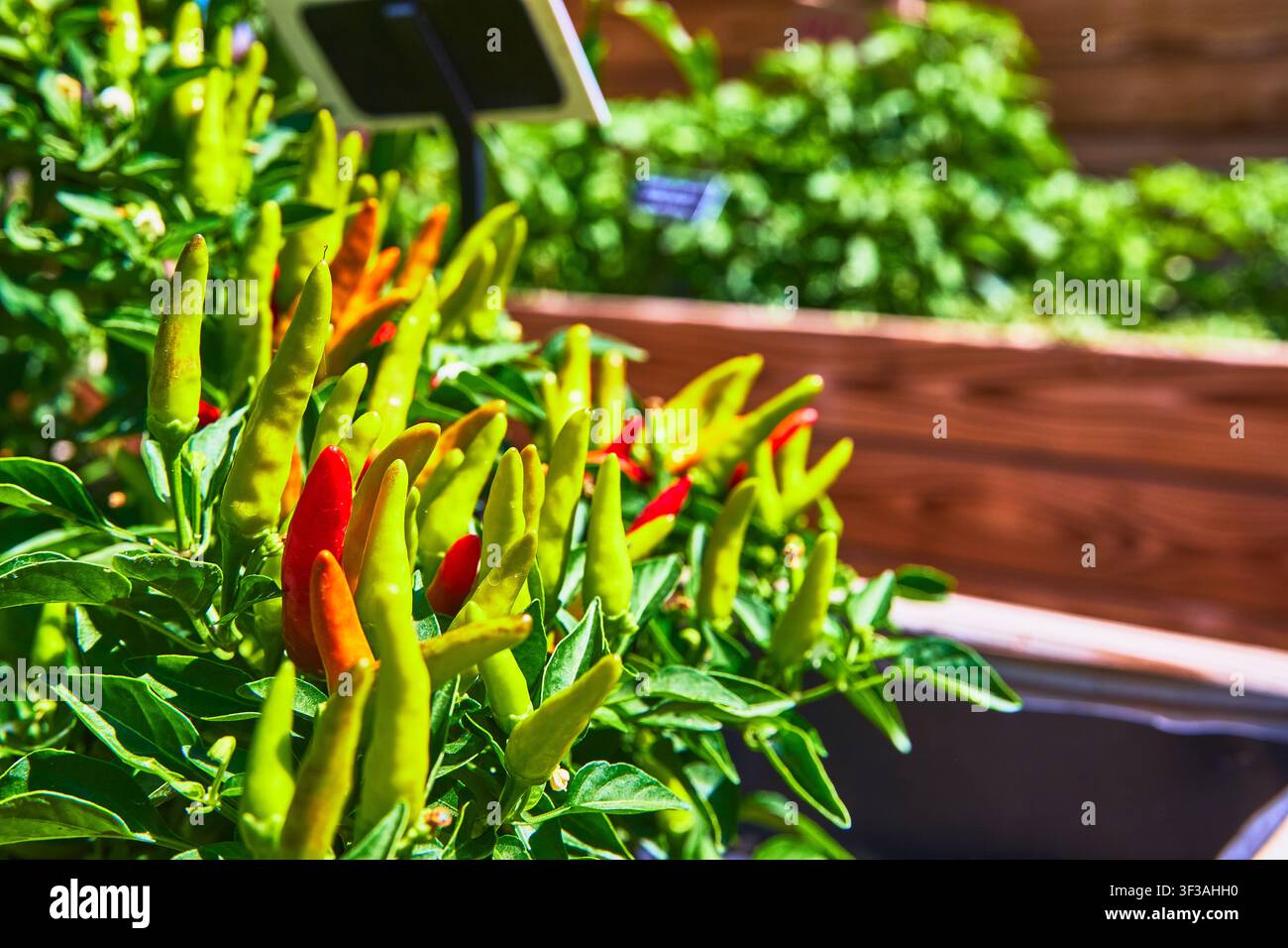 Bunte Pfefferpflanzen in einem Hochbeet mit grünem Laub im Springs Preserve Stockfoto