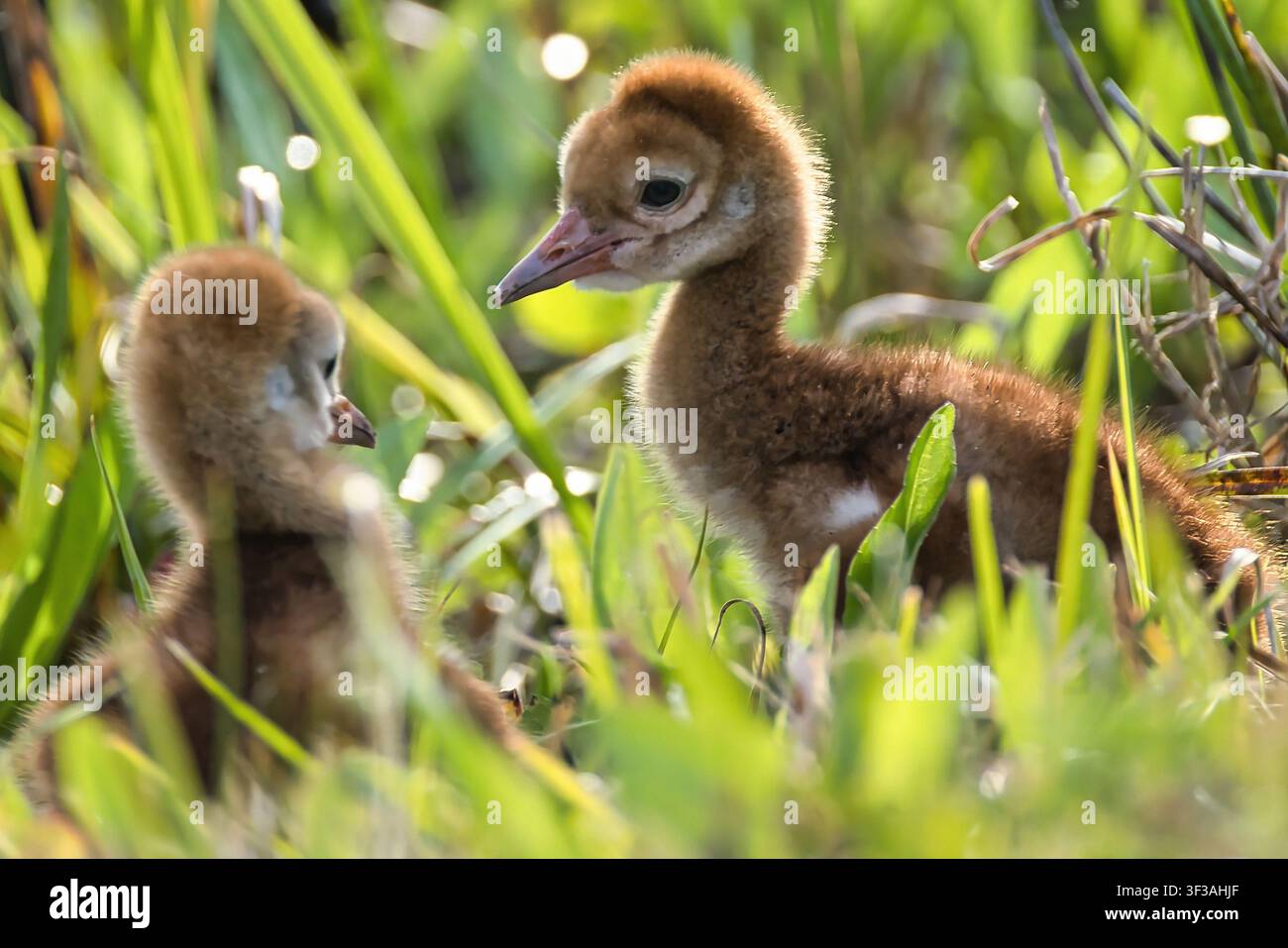 Ich sehe euch, Sandhill-Kranich-Fohlen im Orlando Wetlands Park, Florida, die frühes Wildtierverhalten in einem geschützten natürlichen Lebensraum zeigen. Stockfoto