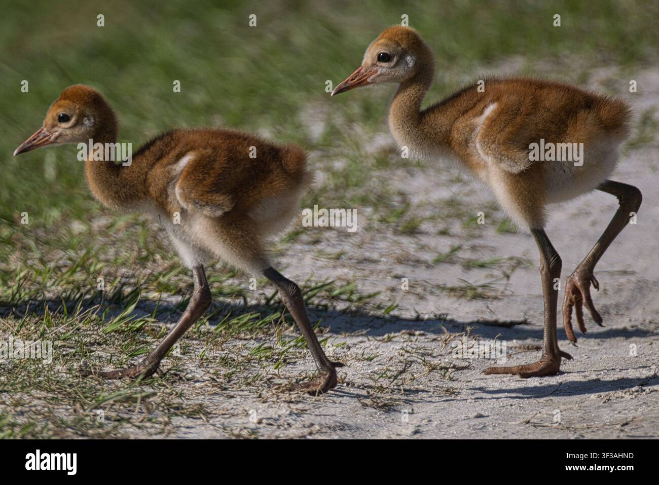 Sandhill-Kranich-Jungtiere suchen mit ihren Eltern im Orlando Wetlands Park, Florida, und zeigen frühes Wildtierverhalten in einem geschützten natürlichen Lebensraum. Stockfoto