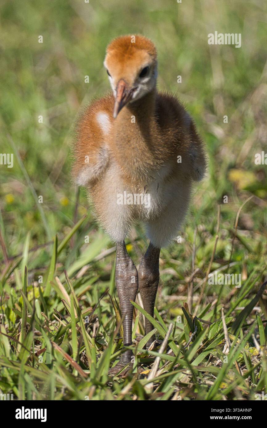 Einzelnes Sandhuhnküken forscht im Orlando Wetlands Park und erforscht den flachen Sumpflebensraum im weichen Morgenlicht Floridas. Stockfoto