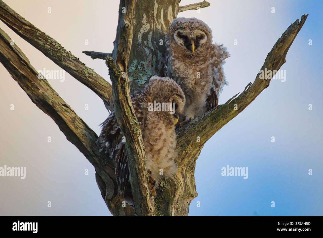 Landschaft mit zwei juvenilen Schopfkäuzen, die in einem toten Baum im Orlando Wetlands Park sitzen und im sanften Licht Floridas über das Sumpfgebiet blicken. Stockfoto