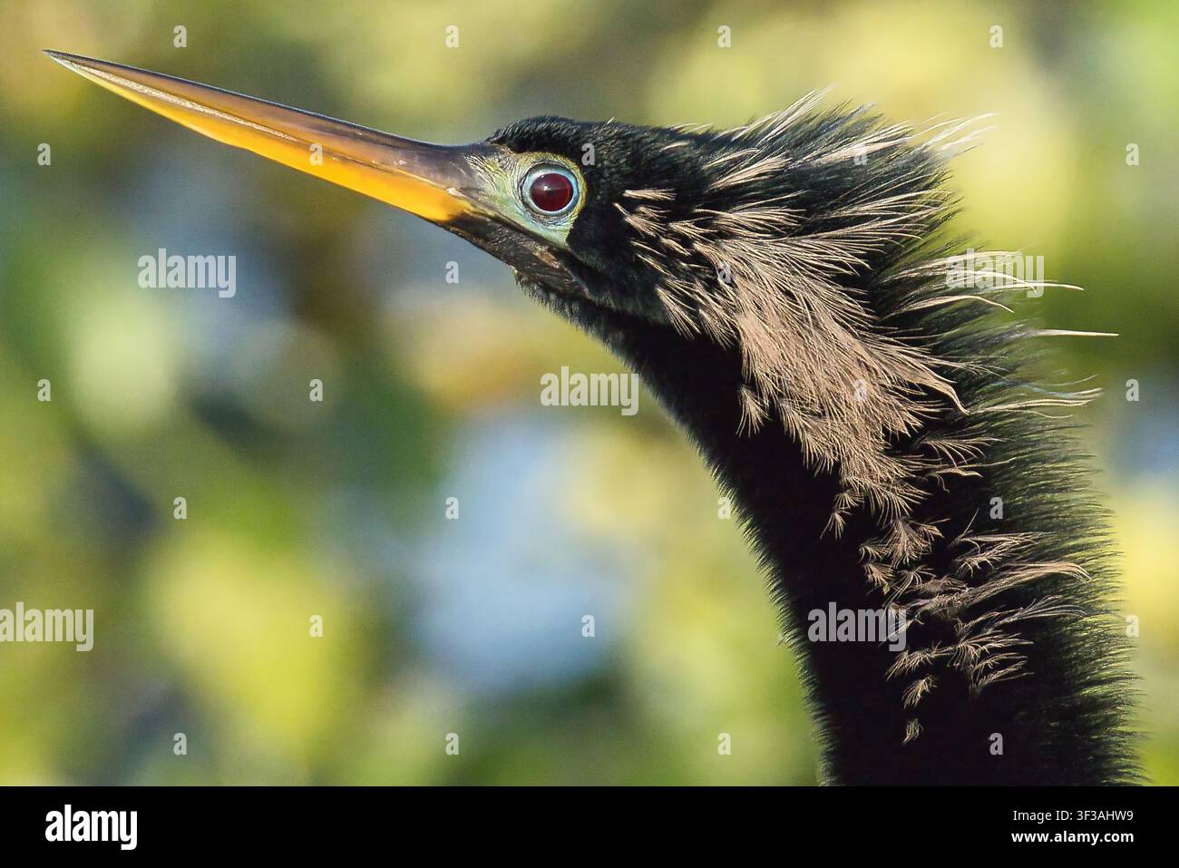 Ahinga, das seinen Kopf und Schnabel in scharfer Detailgenauigkeit zeigt, ein auffälliger Sumpfvogel aus Florida mit glattem Gefieder und einem unverwechselbaren Profil. Stockfoto