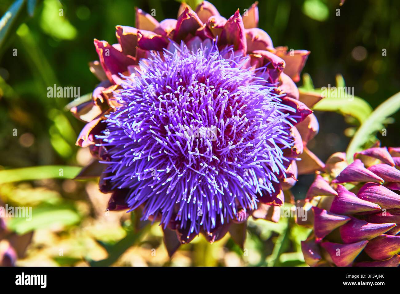Lebendige lilafarbene Artischockenblüte Makro mit stacheligen Blütenblättern und üppigen grünen Blättern Detail Stockfoto