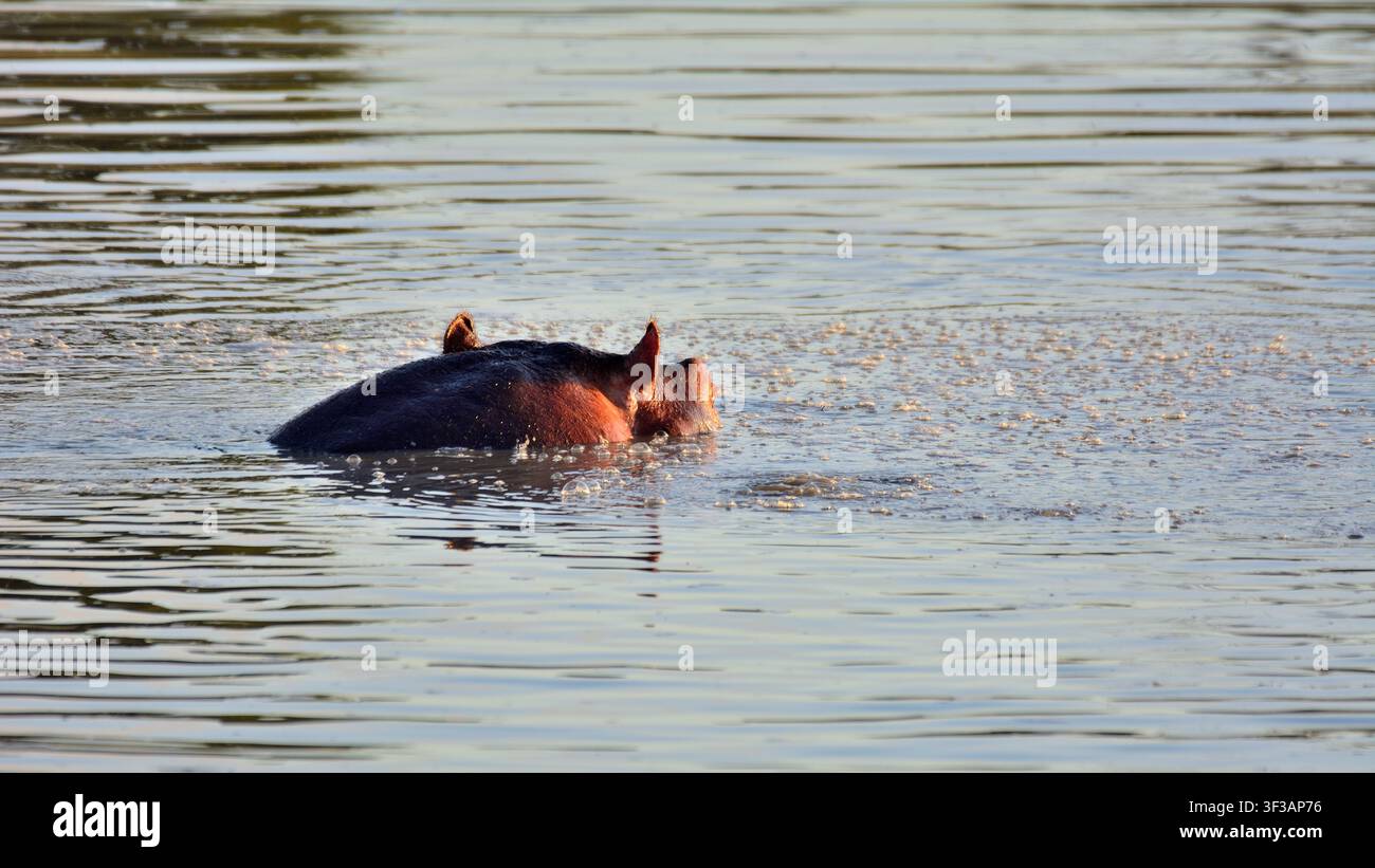 Nilpferd am Fluss im Timbavati Private Nature Reserve, Südafrika Stockfoto