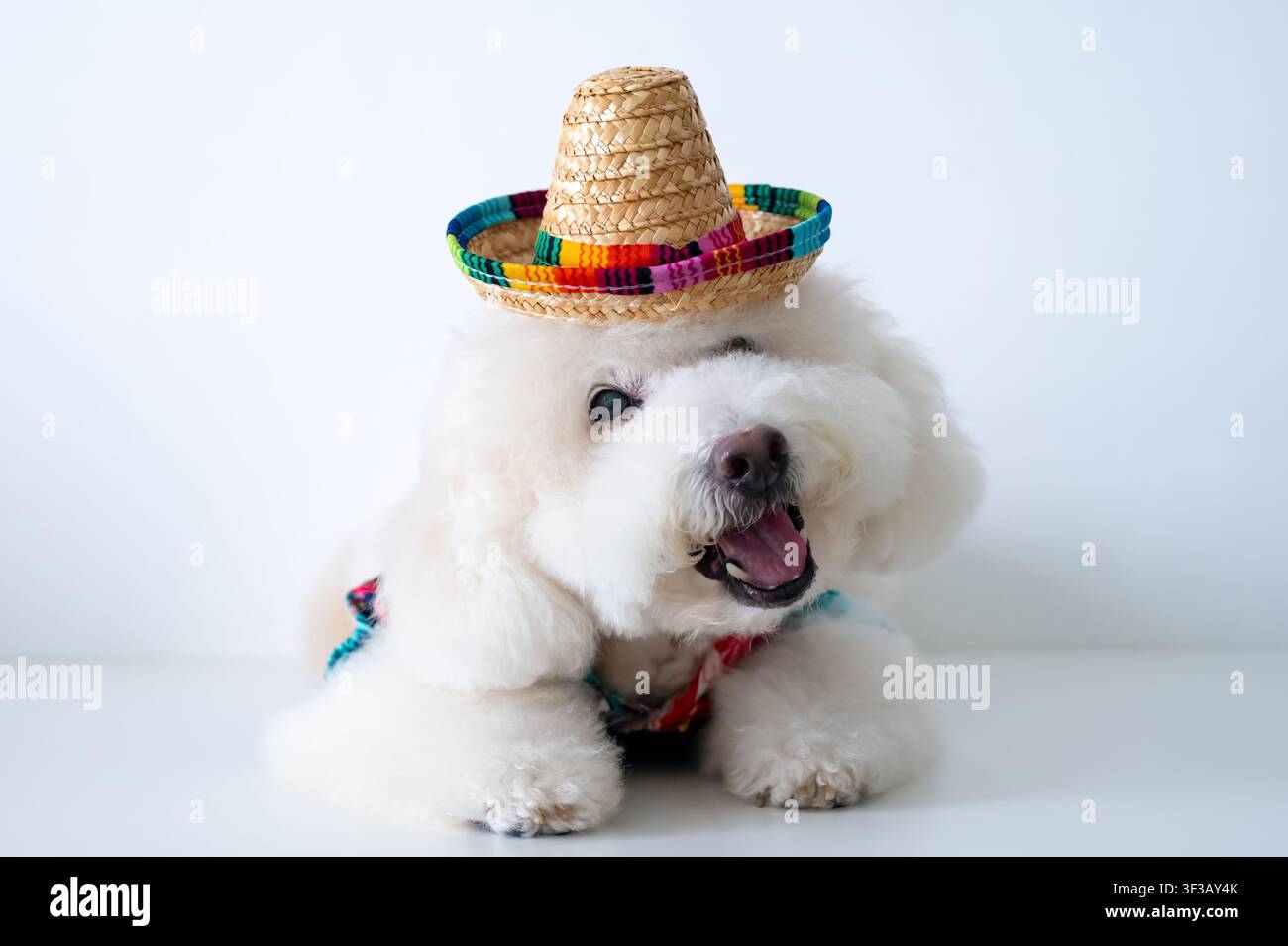 Ein fröhlicher weißer Pudel trägt einen festlichen Strohhut und ist bereit für eine tropische Strandfeier. Stockfoto