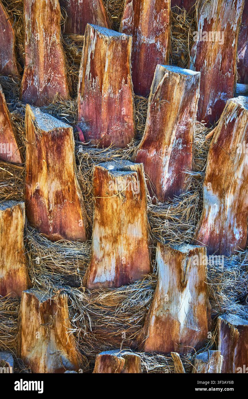 Palmstammtextur und Farnmuster Naheaufnahme mit natürlichen faserigen Details Stockfoto