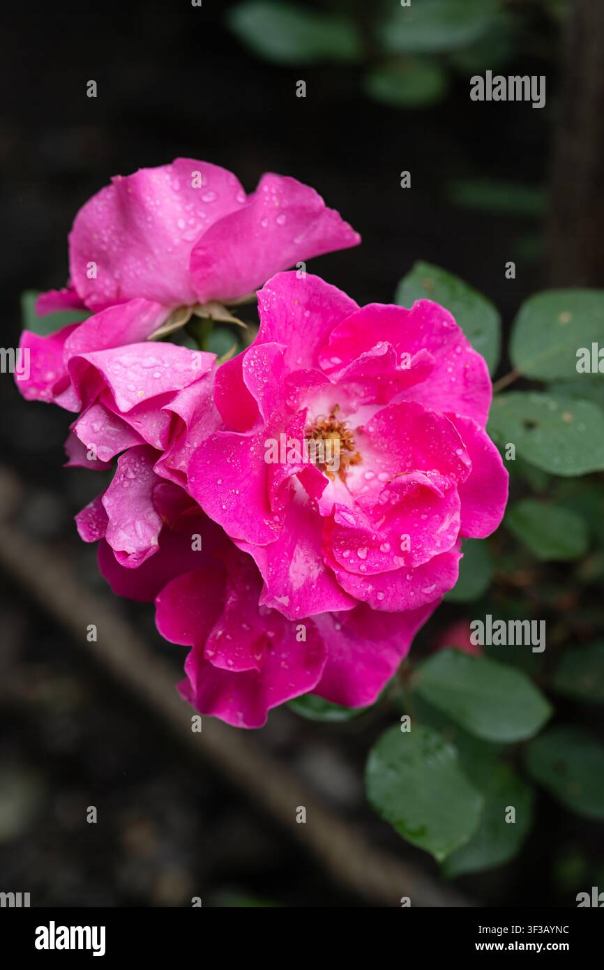 Rosa William-Baffin-Blüten mit Regentropfen auf den Blütenblättern und dunkelgrünem Blattwerk nach dem Regen, Nahaufnahme Stockfoto