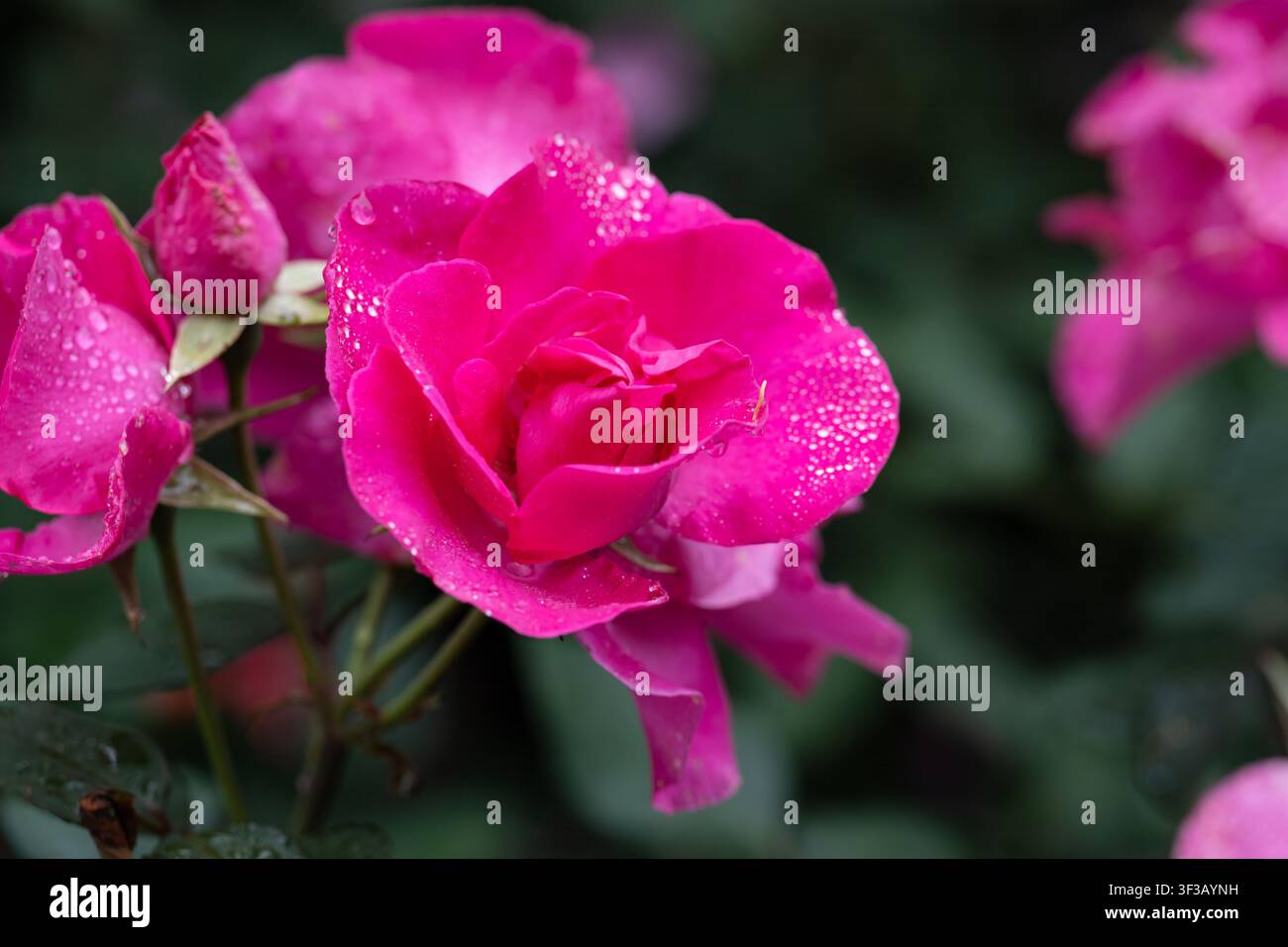 Rosa William-Baffin-Blüten mit Regentropfen auf den Blütenblättern und dunkelgrünem Laub nach dem Regen, Nahaufnahme mit Kopierplatz Stockfoto