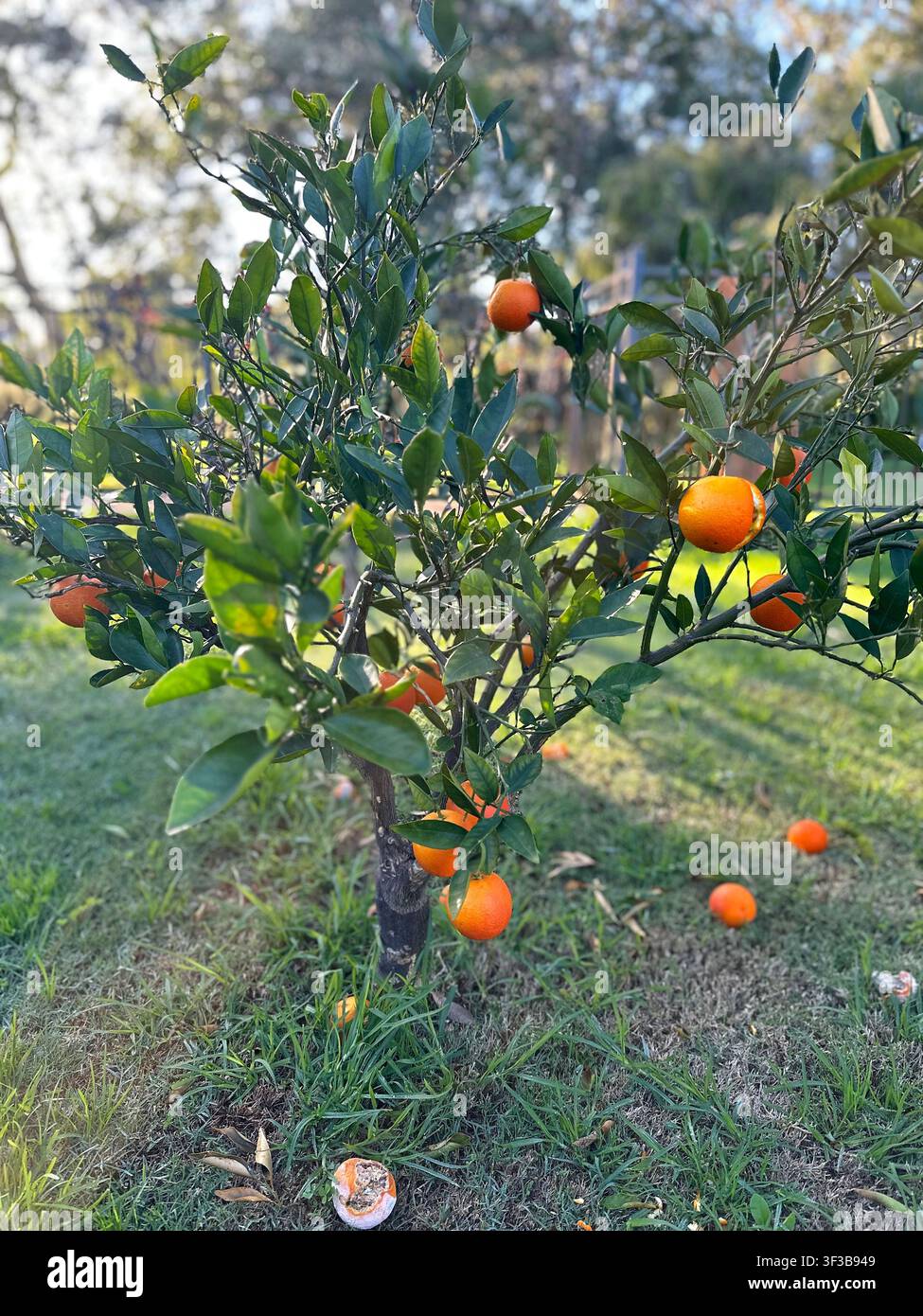 Kleiner Orangenbaum, beladen mit reifen Zitrusfrüchten, in einem sonnendurchfluteten Hintergartengarten, mit gefallenen Orangen, die auf dem Gras darunter verstreut sind. Stockfoto