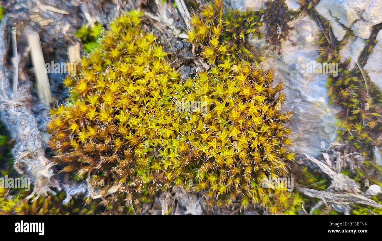 Nahaufnahme von goldgelbem Sternmoos, das im Herbst auf Felsen wächst, Schweizer Natur, Schweiz Stockfoto