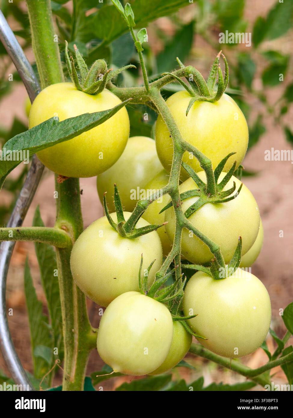 Bündel unreifer grüner Tomaten, die an einer Ranke im Garten wachsen - Smartphone-aufgenommenes Stockfoto