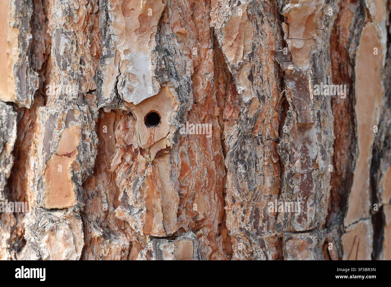 Insektenloch in der Rinde einer Steinkiefer (Pinus pinea) Stockfoto