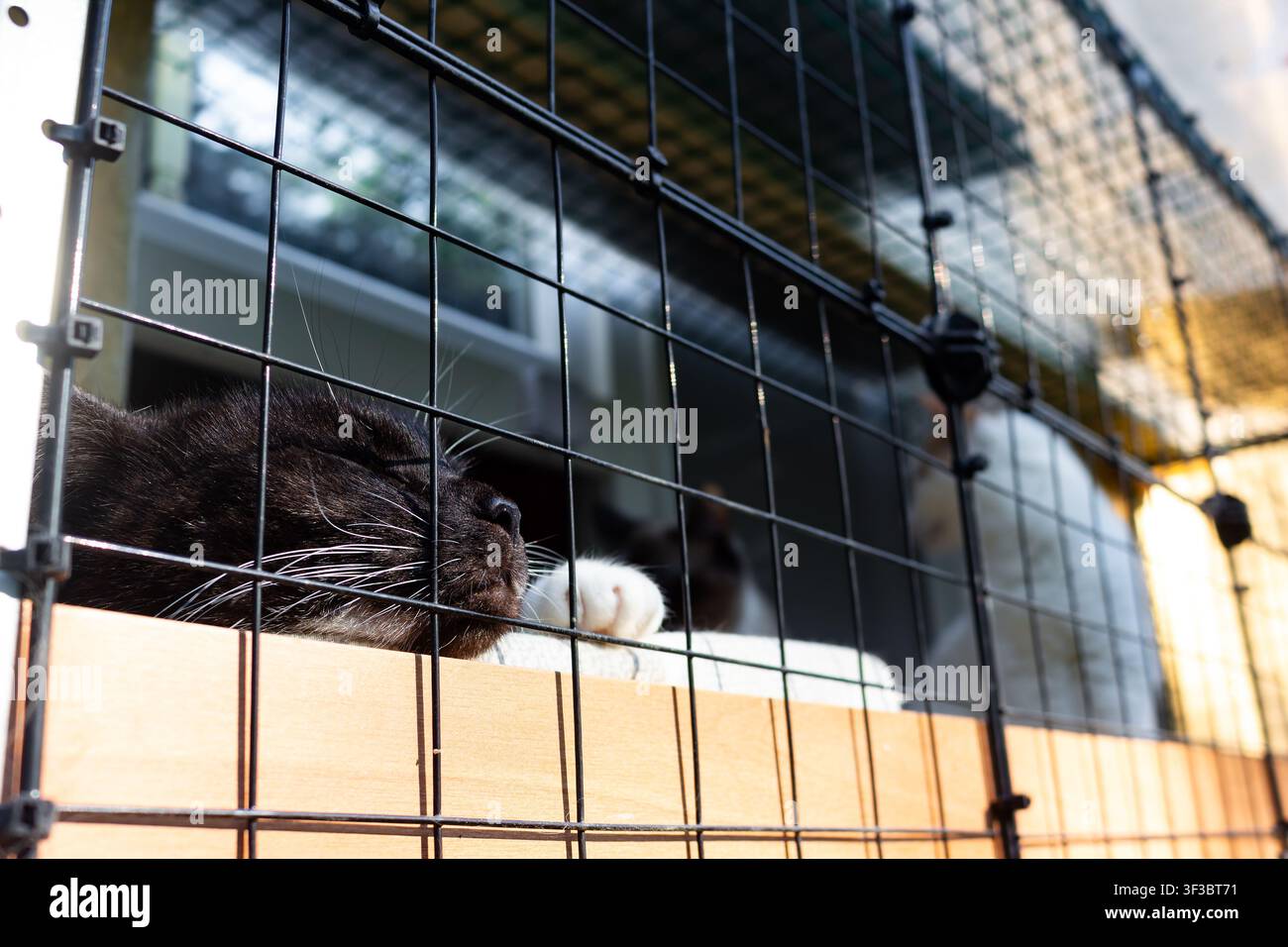 Süße schwarze Katze schläft friedlich hinter einem schützenden Netzgehege auf einer sonnigen Katzen Terrasse, genießt frische Luft und bleibt sicher draußen in einem gemütlichen Ur Stockfoto