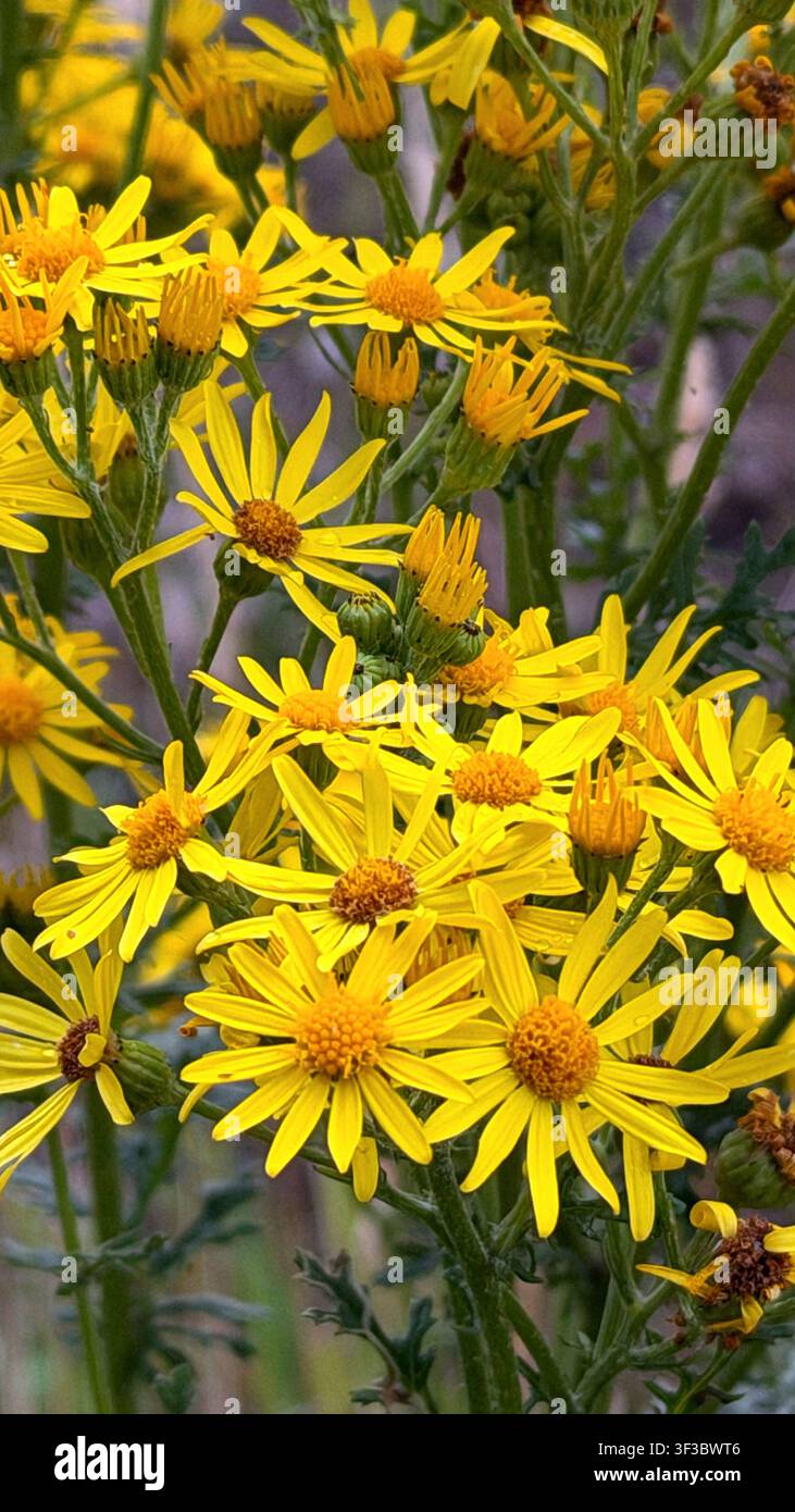 Helle gelbe Wildblumen mit langen Blütenblättern und zentralen Scheibenblüten, die in einer natürlichen Umgebung wachsen Stockfoto