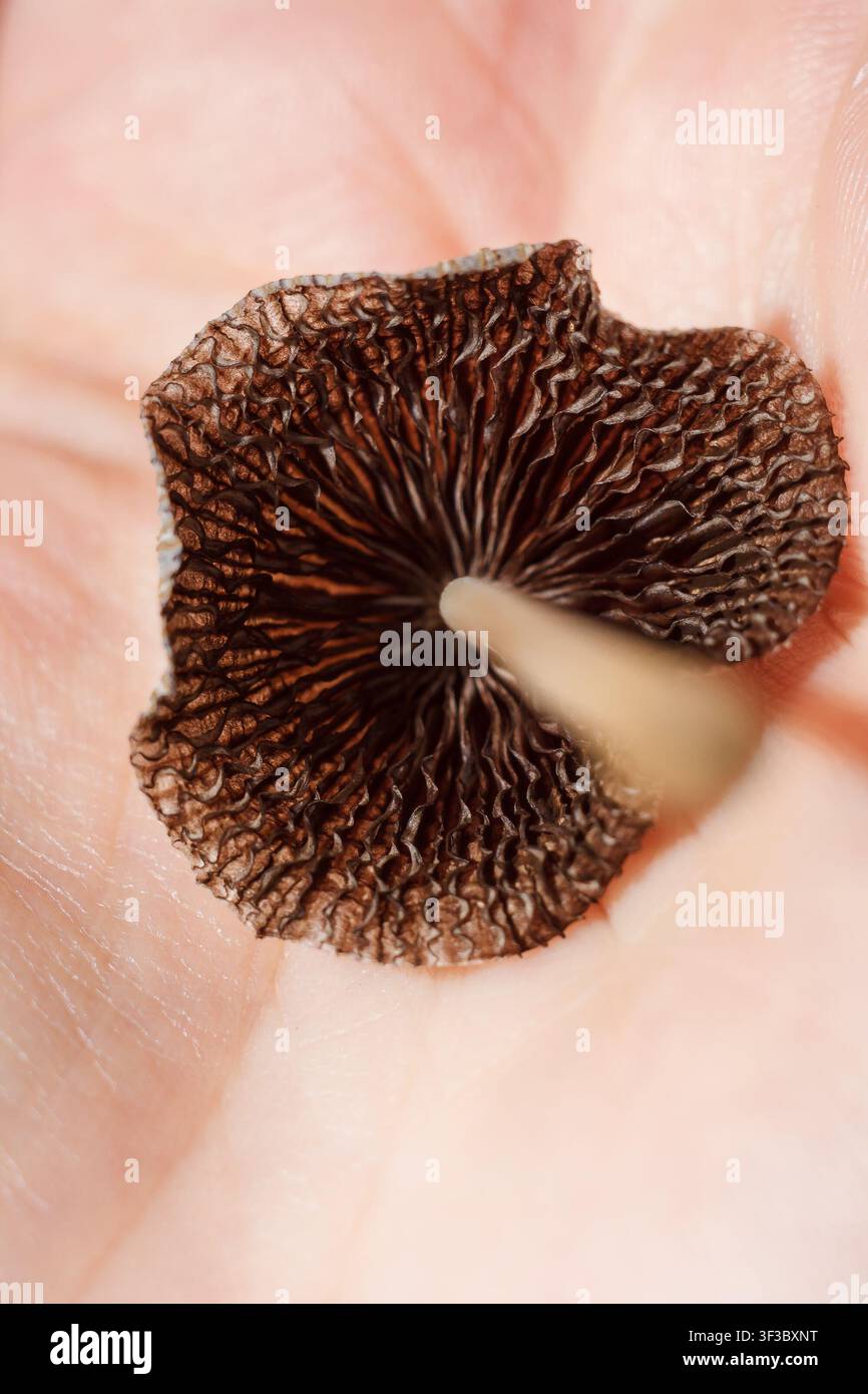 kleiner Agaricus-Pilz mit schwarzen Lamellen auf der menschlichen Handfläche, weich fokussierter Makroaufnahm Stockfoto