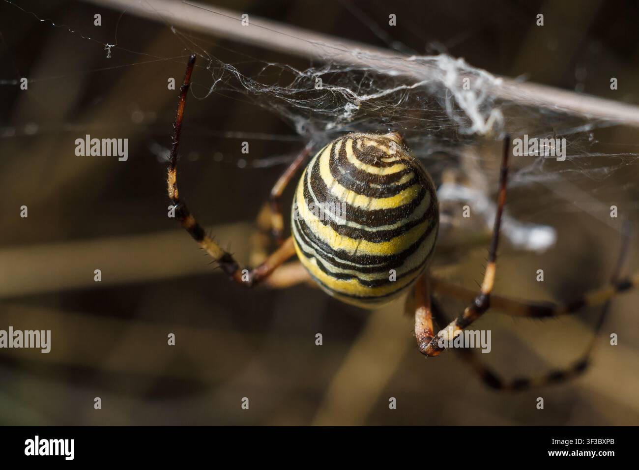 Weichgezeichnete Makroaufnahme der Wegwespe Agriope bruennichi, schwarz-gelb gestreiftes giftiges Insekt in ihrem Spinnennetz Stockfoto