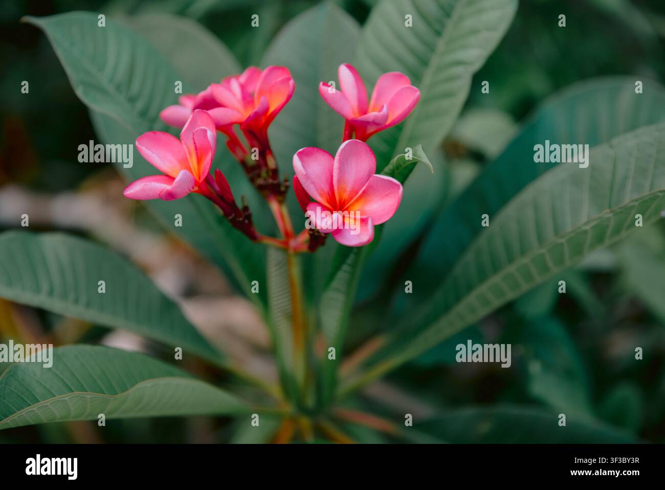 Plumeria- oder Frangipani-Rosenblüten mit Blättern. Blüten an tropischem Baum Stockfoto