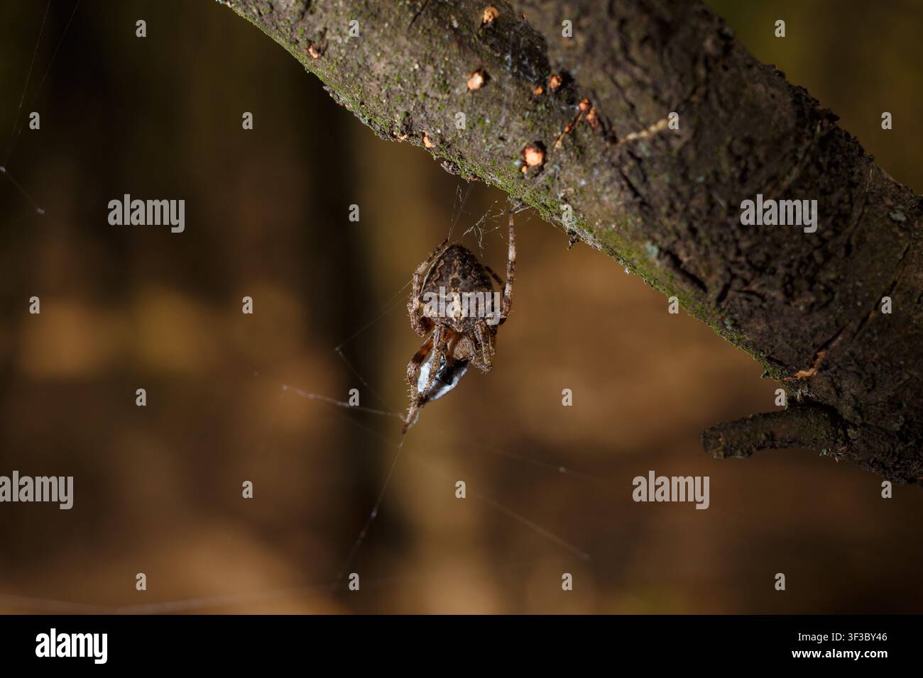 Radnetzspinne, Mitglied der Familie Araneidae und ihre Beute im Spinnennetz. Weich fokussierter Makroaufnahmen Stockfoto
