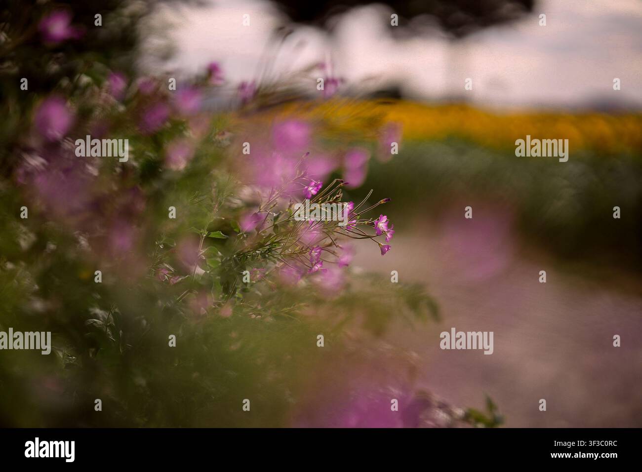 Rosa Wildblumen blühen am Wegrand, Nahaufnahme von zarten Sommerblumen mit weichem Vordergrund und verschwommenem Hintergrund in einer natürlichen Außenlandschaft. H Stockfoto