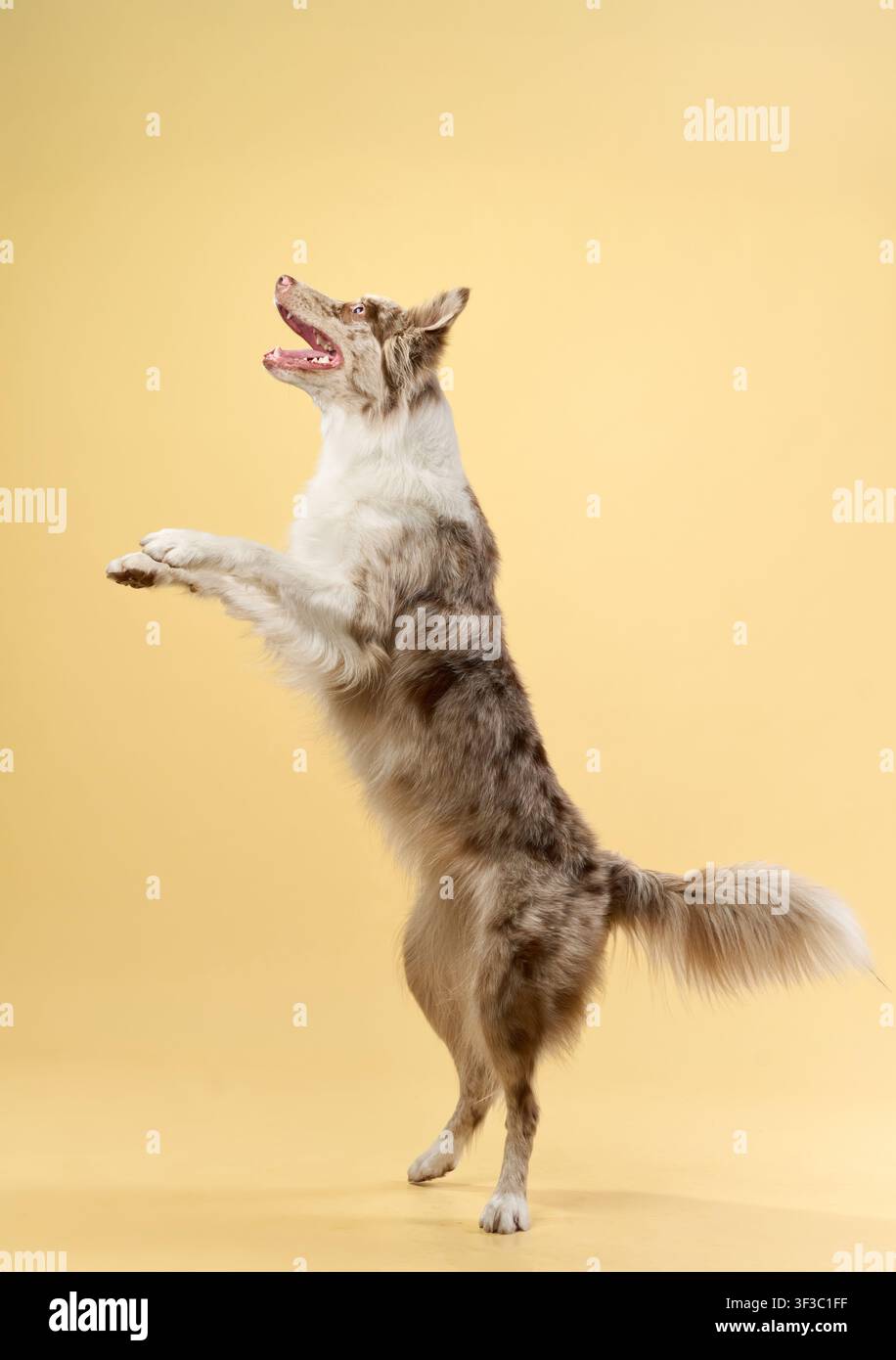 Voll ausgestreckter Border Collie springt aufrecht mit angehobenen Vorderpfoten. Stockfoto