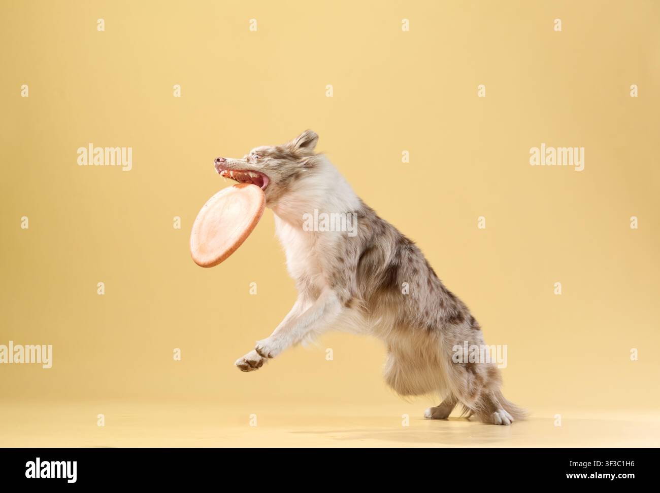 Hochgeschwindigkeitsaufnahme eines Border Collies, der einen orangefarbenen Frisbee trägt, während er auf einem beigen Hintergrund rennt. Stockfoto