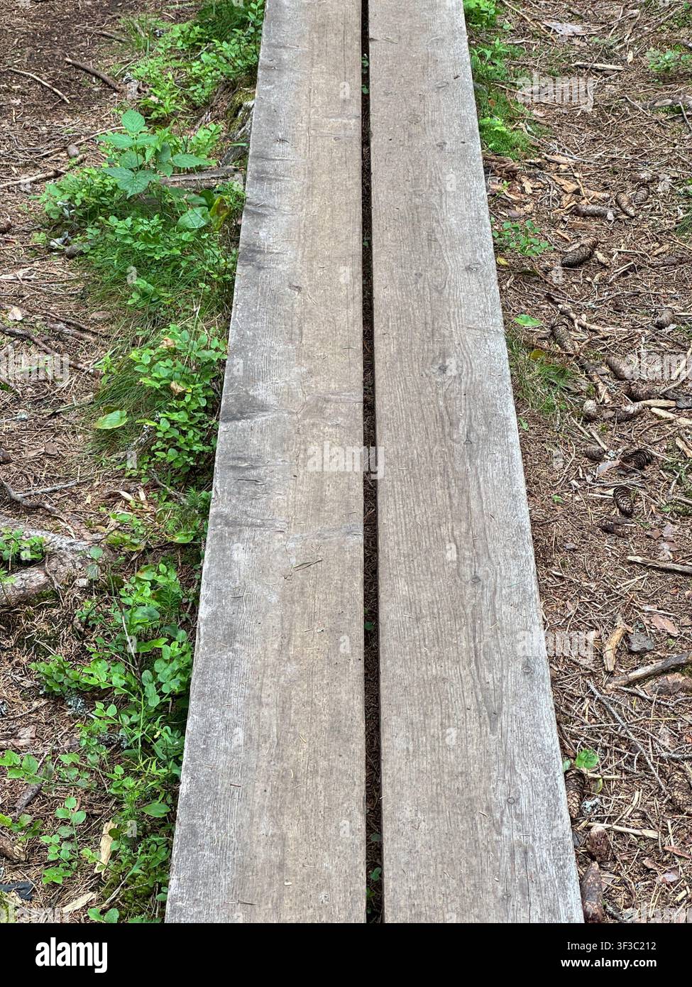 Holzsteg durch eine Waldlandschaft im Norden Schwedens im Sommer, umgeben von grüner Vegetation und Wildnis. - Smartphone-aufgenommenes Stockfoto