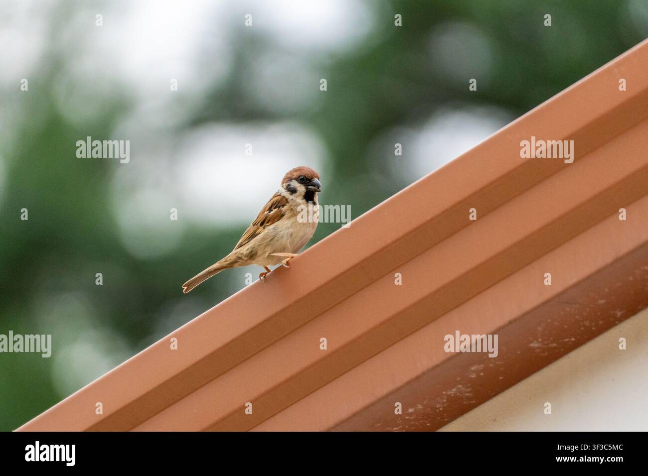Eurasischer Baumspatz, der auf einer Dachkante sitzt Stockfoto