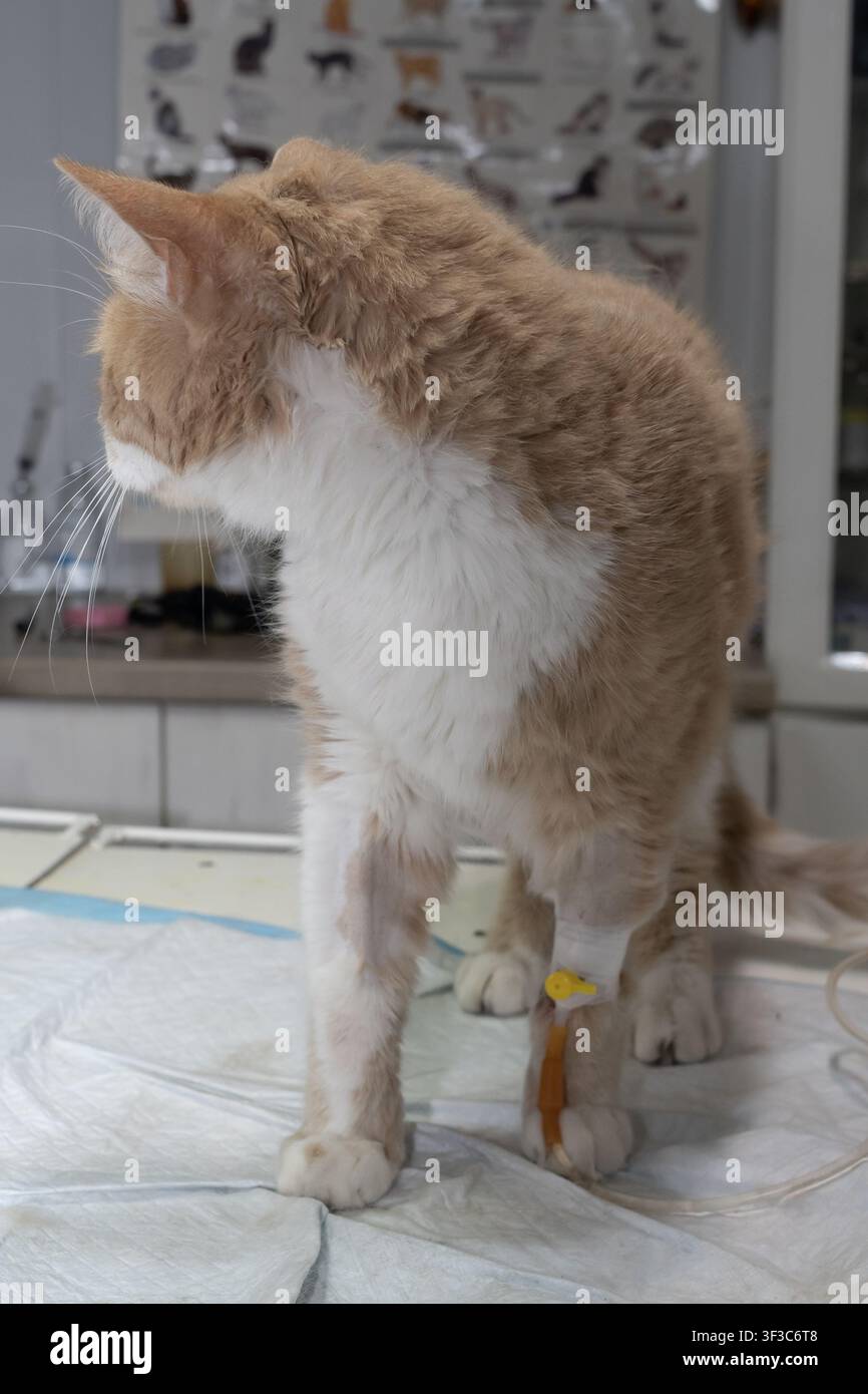 Tierarzt, der einer Hauskatze eine intravenöse Behandlung während der medizinischen Versorgung und Genesung in einer professionellen Tierklinik verabreicht. Stockfoto