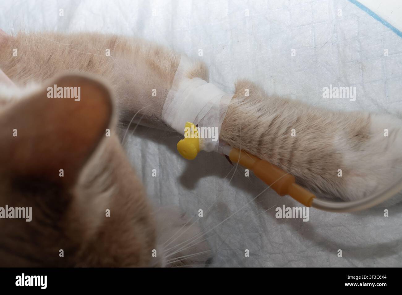 Tierarzt, der einer Hauskatze eine intravenöse Behandlung während der medizinischen Versorgung und Genesung in einer professionellen Tierklinik verabreicht. Stockfoto