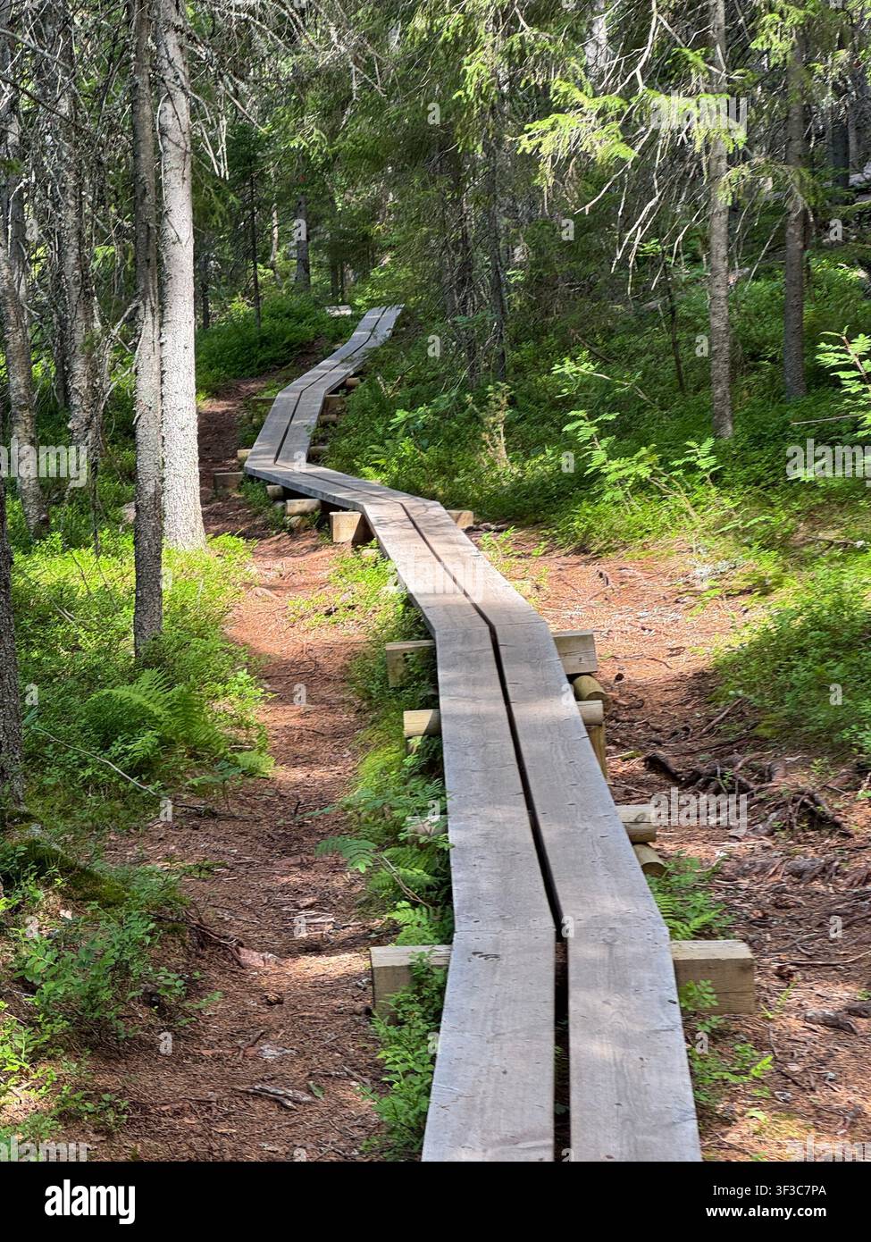 Holzsteg durch eine Waldlandschaft im Norden Schwedens im Sommer, umgeben von grüner Vegetation und Wildnis. Stockfoto