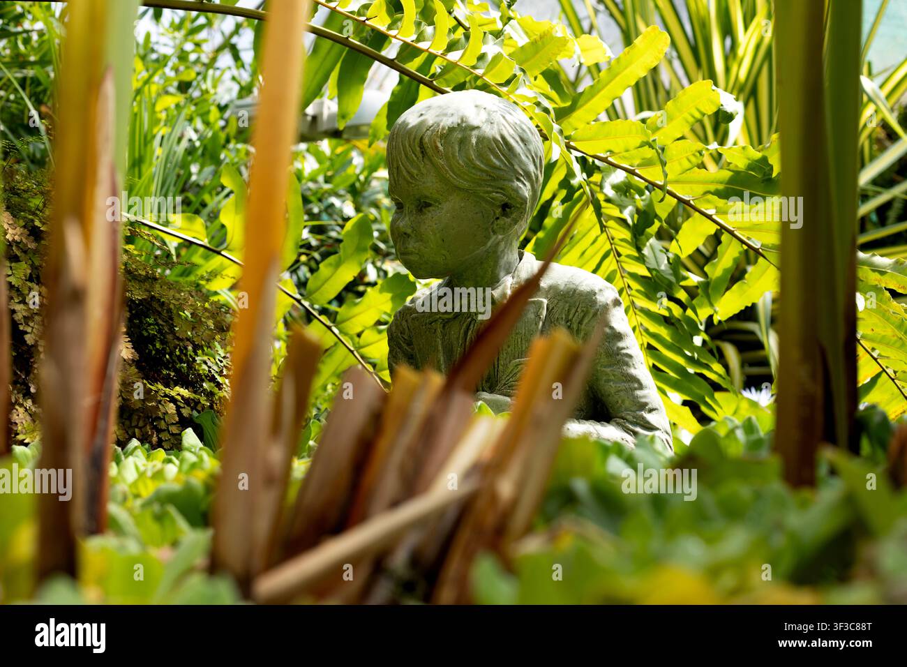 Eine kleine Statue eines Jungen ist von üppigem grünen Laub in einer sonnigen botanischen Gartengestaltung umgeben. Die Komposition verwendet dichte Pflanzen und Vordergrundlaub Stockfoto