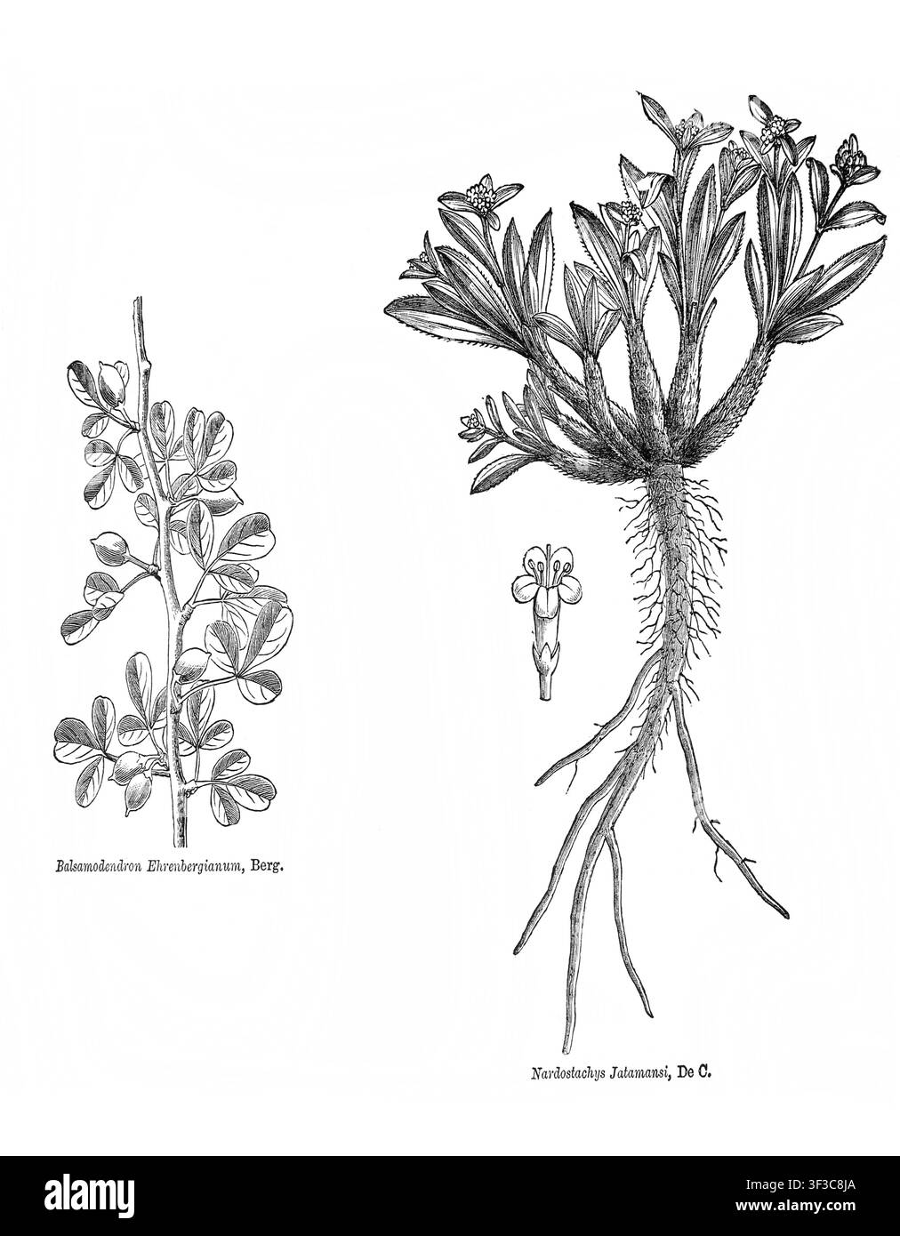 Radierung von Balsamodendron Ehrenbergianum (heute bekannt als Commiphora Gileadensis) und Nardostachys Jatamansi, beide in der Heiligen Bibel für Salben verwendet Stockfoto