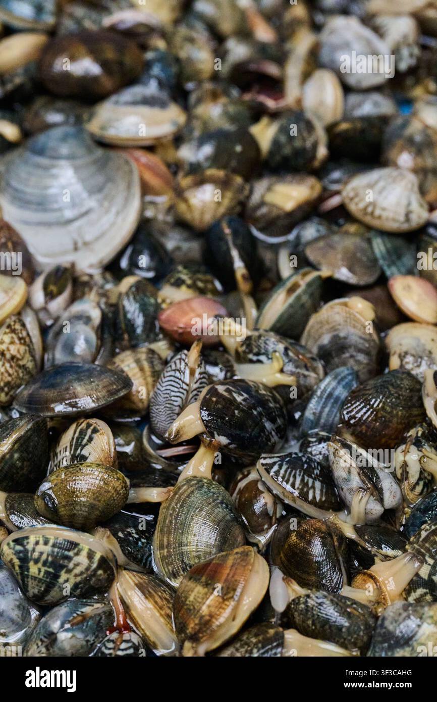 Frische lebende Muscheln, die auf einem Fischmarkt aufgestapelt sind Stockfoto