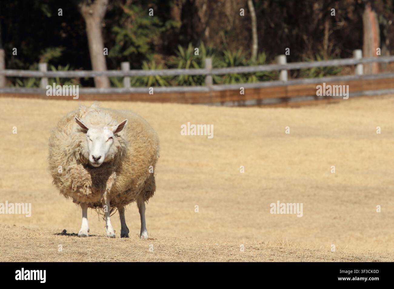 Schafe in der Farm Stockfoto