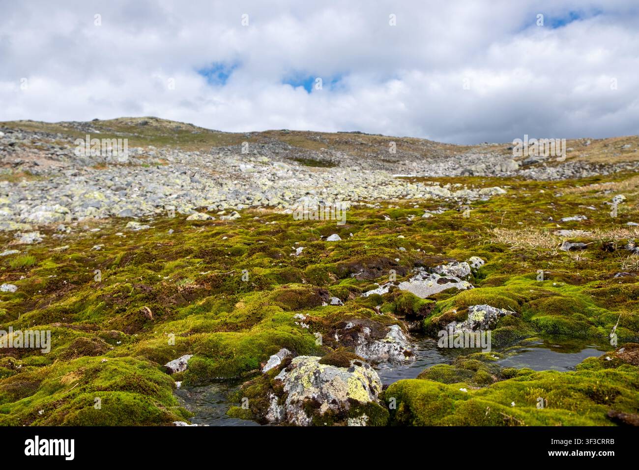 Saftiges grünes Moos bedeckt nasses felsiges alpines Gelände unter einem dramatischen bewölkten Himmel, ideal für Natur- und Wildniskonzepte. Stockfoto