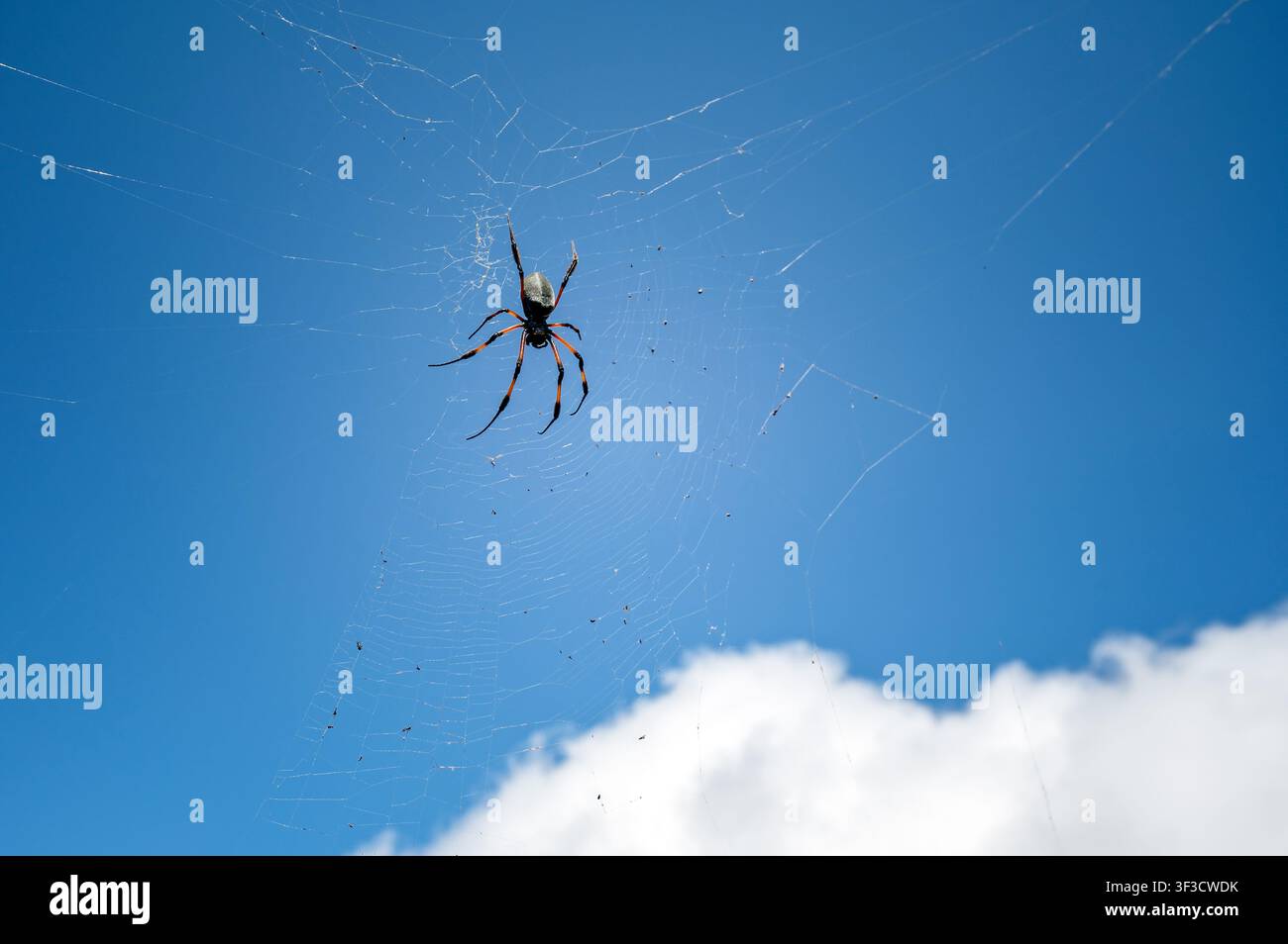 Nephila-Spinne (oder Bibe) in ihrem Netz vor blauem Himmel, La Réunion, Frankreich Stockfoto