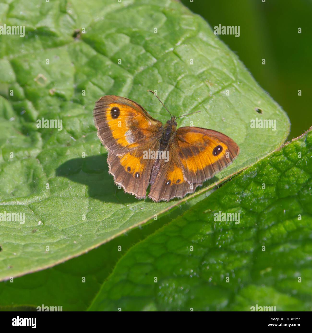 Gatekeeper-Schmetterling (Pyronia tithonus) sonnt sich auf einem Beinwellblatt (Symphytum), Caistor, Lincolnshire, England, UK. Stockfoto