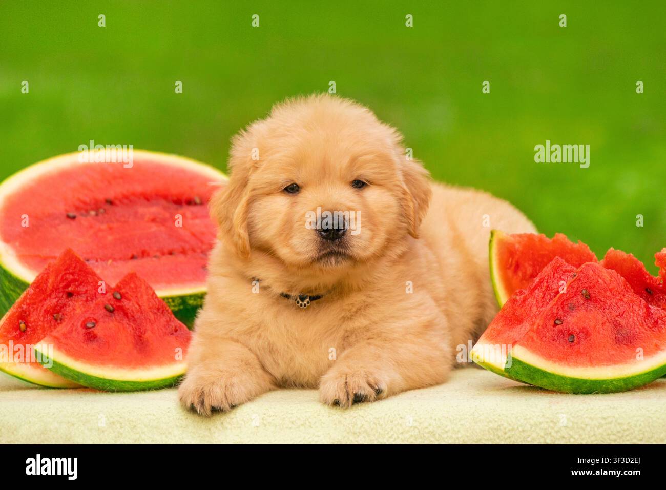 Lächelnder Golden-Retriever-Welpe, umgeben von Wassermelonenstücken an einem Sommertag. Lustiges und fröhliches Foto, ideal für saisonale und Lifestyle-Konzepte. Stockfoto