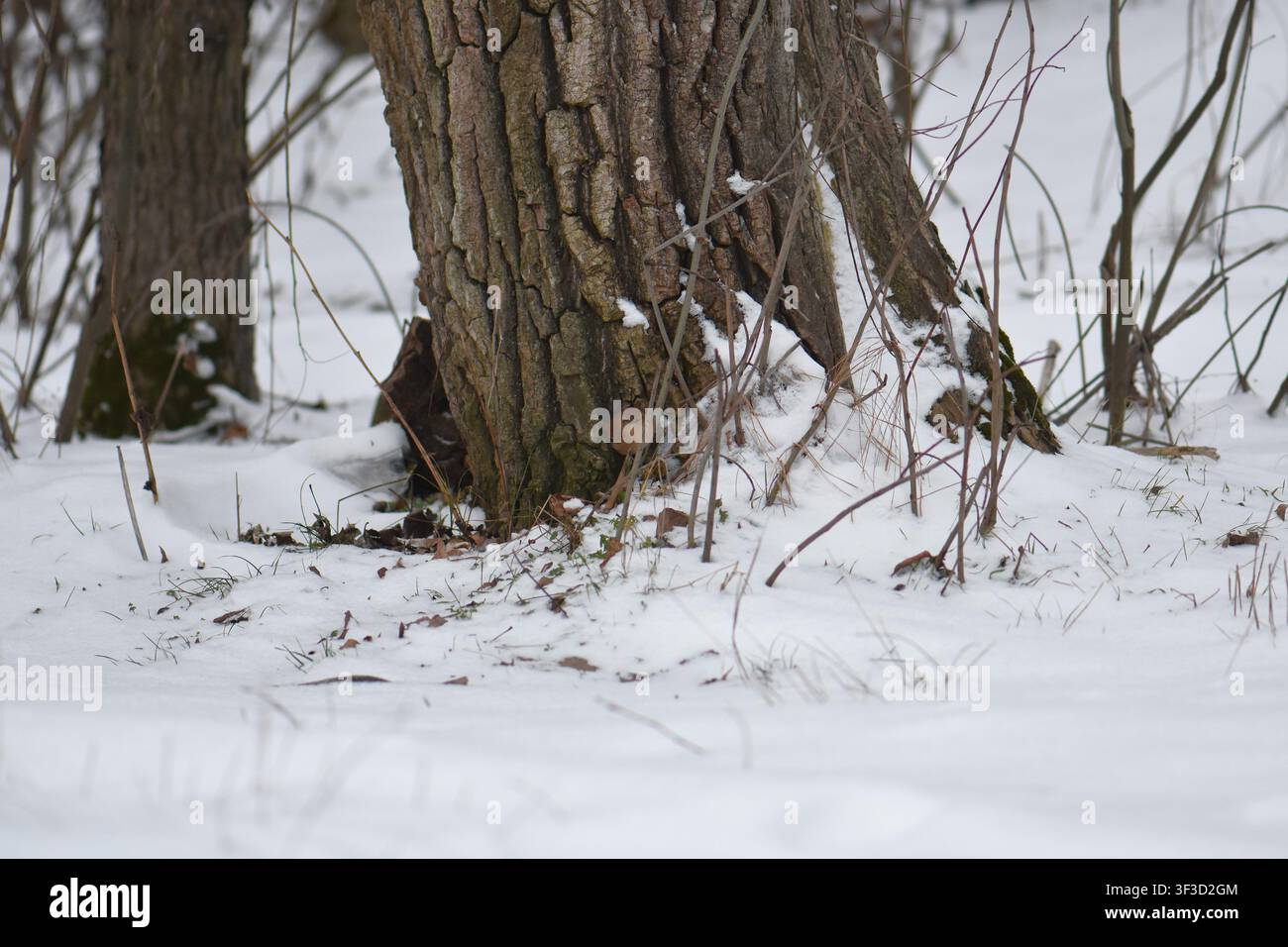 Baumstammtextur an einem schneebedeckten Tag Stockfoto
